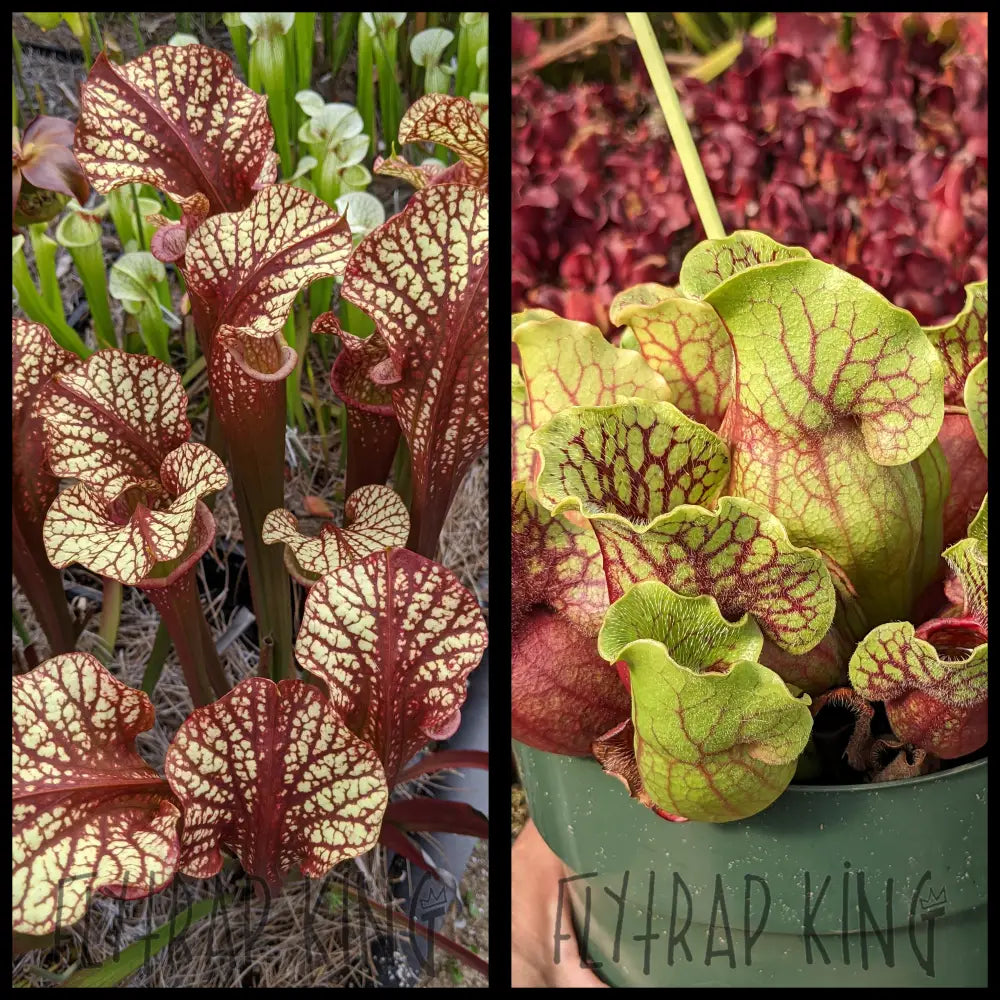 カサブランカ　POLLENSA　ポレンサ Sarracenia 'Dragon Queen' x purpurea ssp venosa 