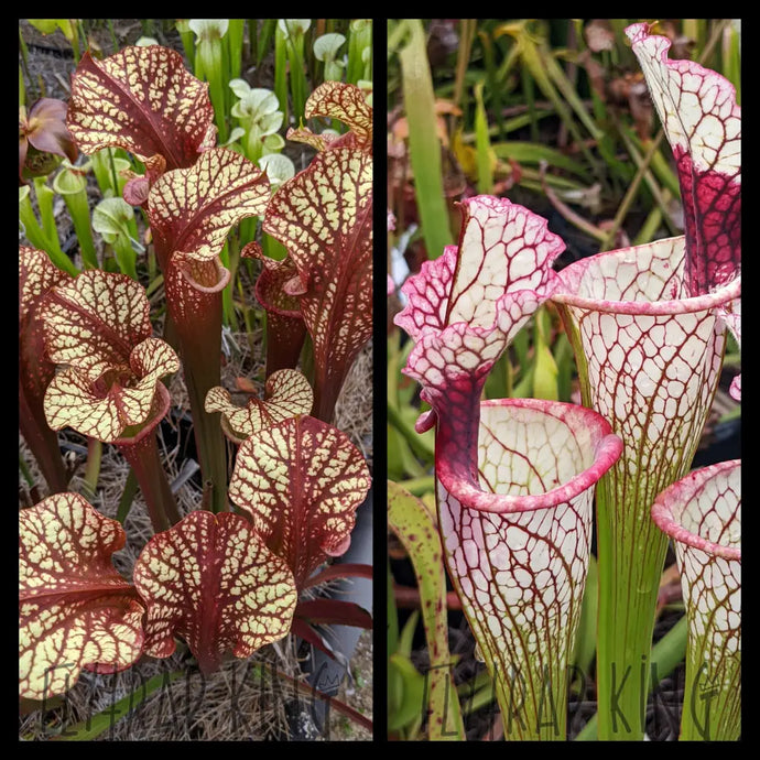 Sarracenia ‘Dragon Queen’ x “Toilet Trish” seeds