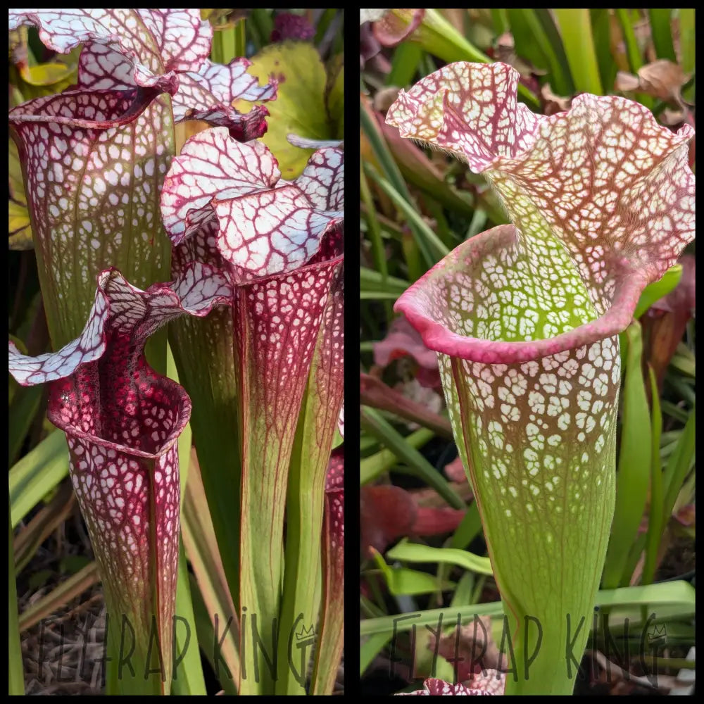 Sarracenia 'Drew McClain' x 'Megamouth' seeds – Flytrap King