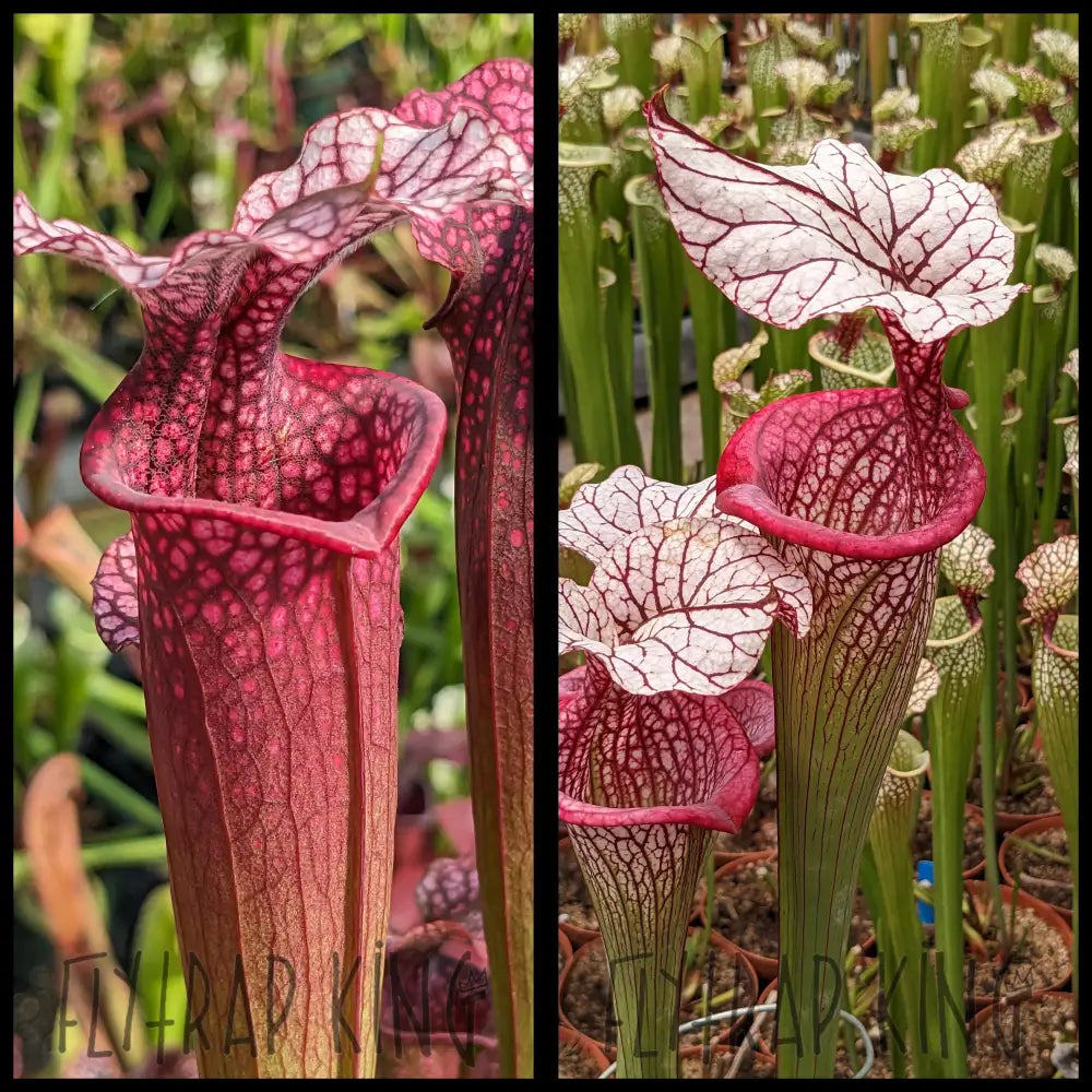 Sarracenia ’Ellie Wang’ x ’Caitrin Claire’ seeds