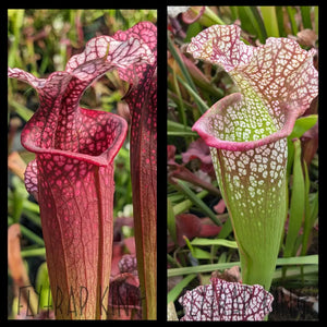 Sarracenia ’Ellie Wang’ x ’Megamouth’ seeds