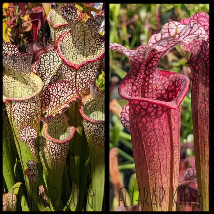 Sarracenia ’Elvis Wilkerson’ x ’Ellie Wang’ seeds