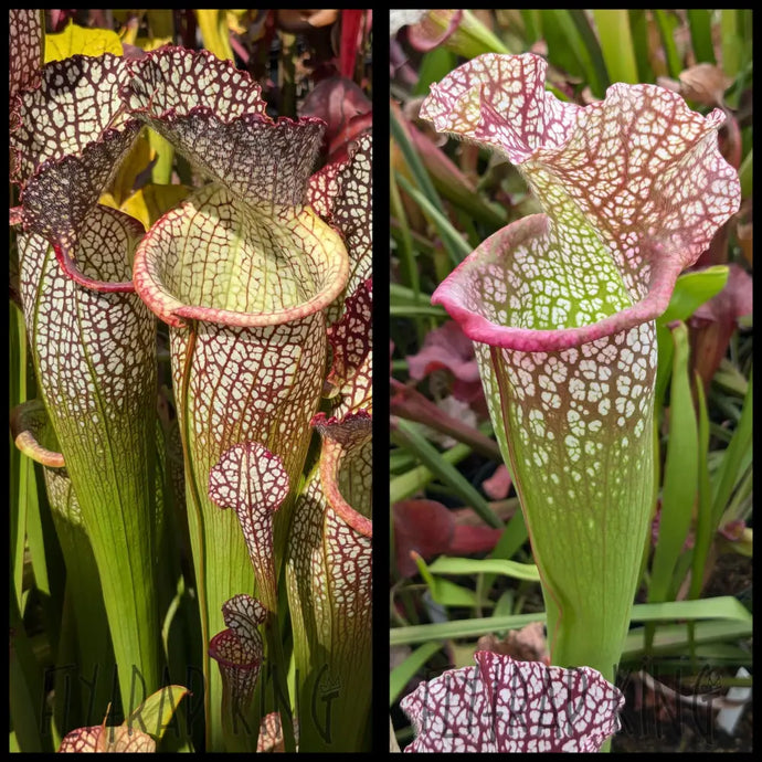 Sarracenia ’Elvis Wilkerson’ x ’Megamouth’ seeds