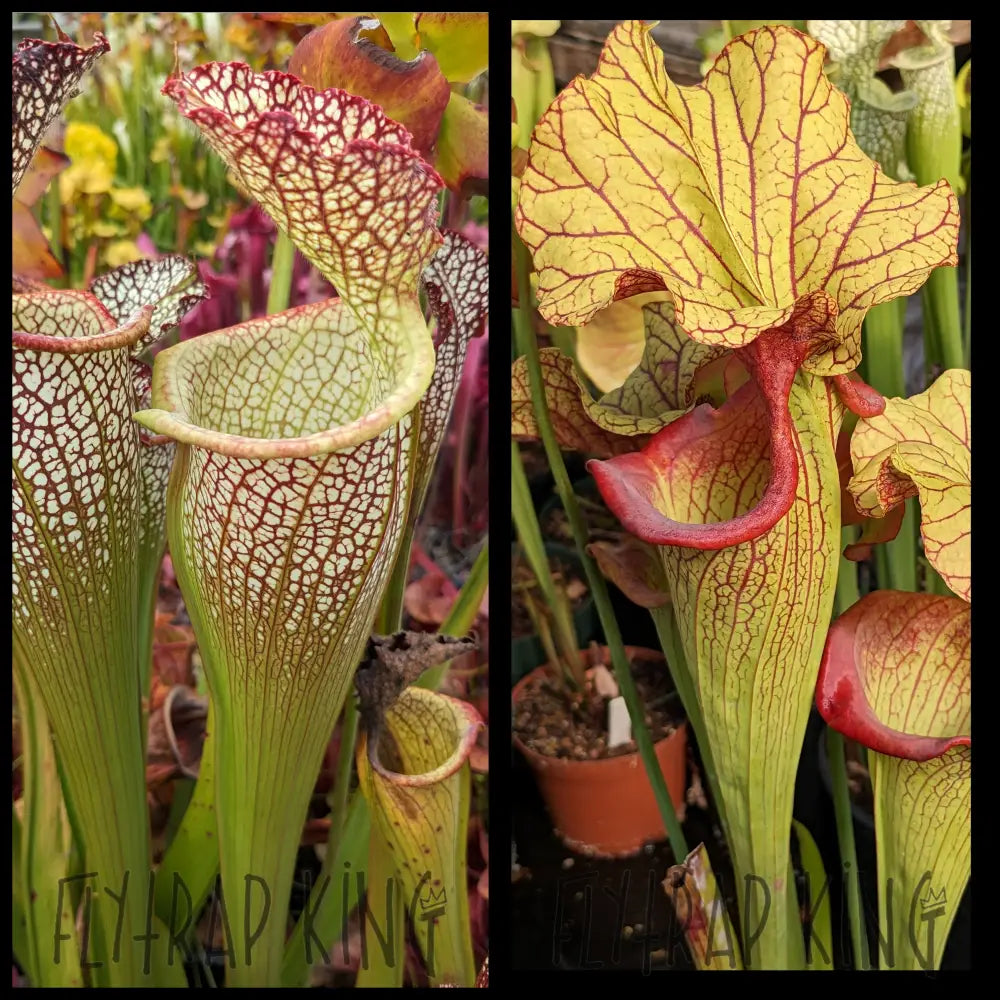Sarracenia ’Elvis Wilkerson’ x ’Yellow Hornet’ seeds