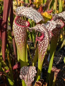 Sarracenia excellens x moorei pitcher plant 6’’ pot size