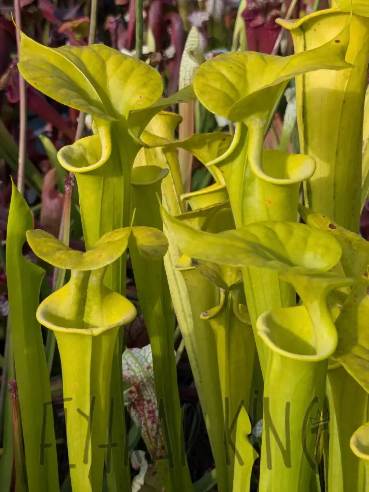 albino plants Sarracenia flava 