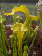 Load image into Gallery viewer, Sarracenia flava ’All green NC N 8077’’ pitcher plant 6’’ pot size