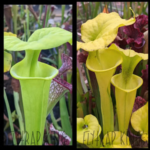 Sarracenia flava ’Brunswick Albino’ x flava ’NC N 8077 all green’ seeds