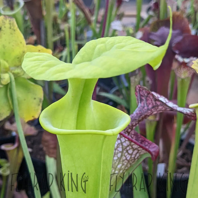 Sarracenia flava “Brunswick Albino” x self seeds