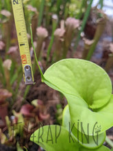 Load image into Gallery viewer, Sarracenia flava "Carolina pointy lid" pitcher plant-Flytrap King