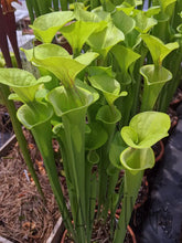 Load image into Gallery viewer, Sarracenia flava "Carolina pointy lid" pitcher plant-Flytrap King
