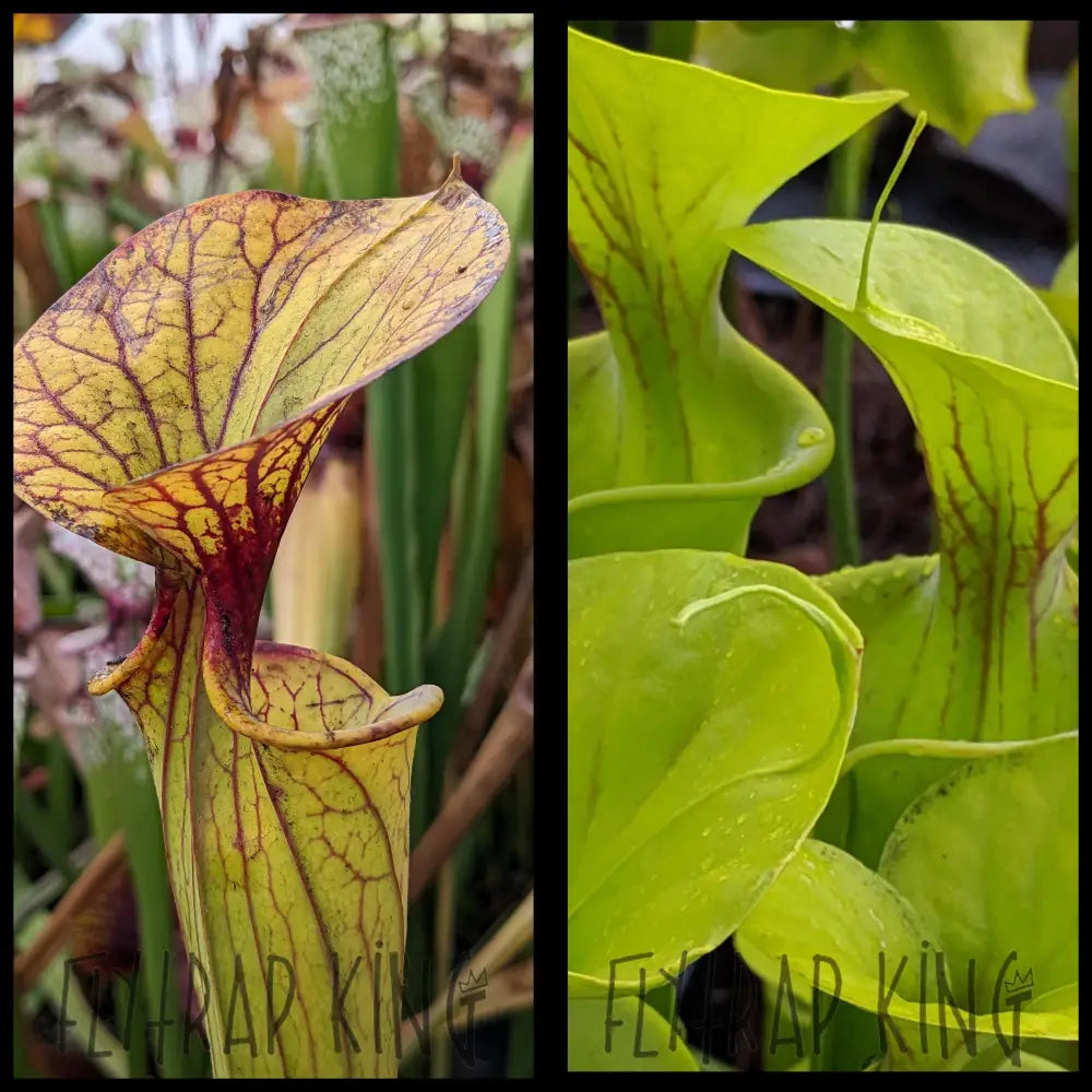 Sarracenia flava ’Carolina’ seeds