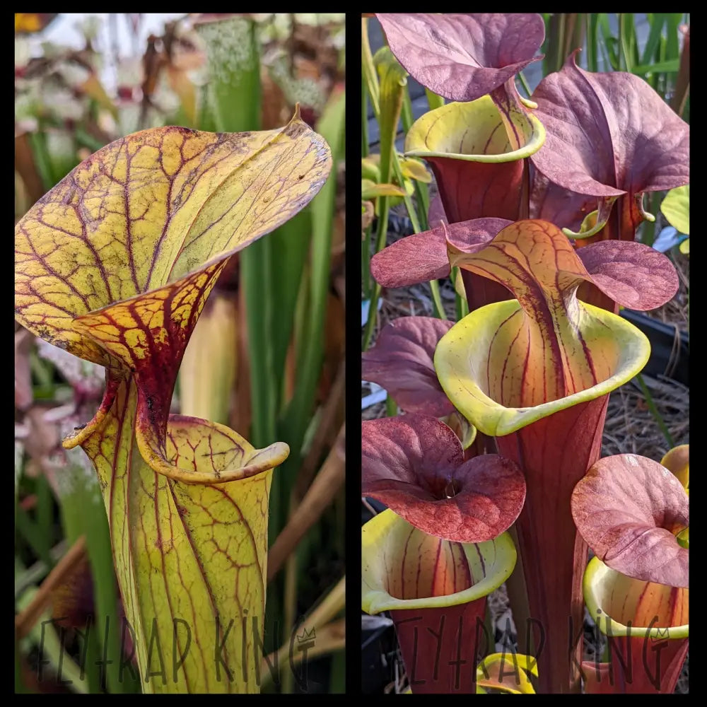 Sarracenia flava ’Carolina Spade’ x flava ’Waccamaw’ seeds