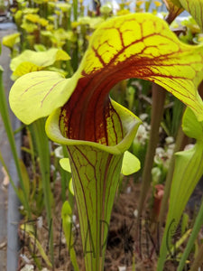 Sarracenia flava "extreme throat" pitcher plant-Flytrap King