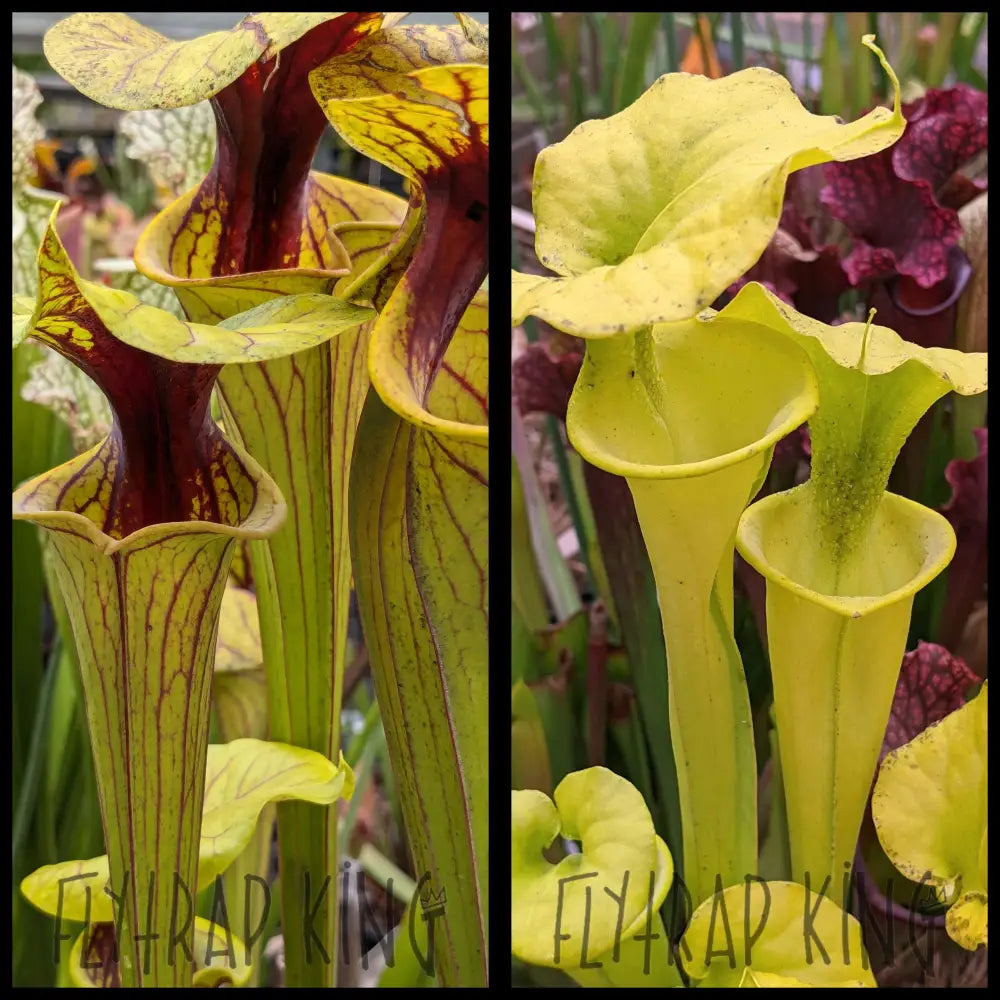 Sarracenia flava 