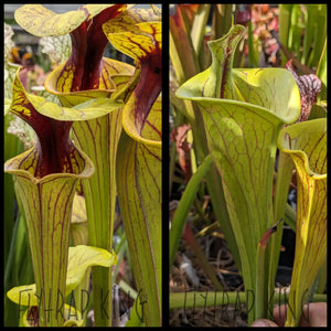 Sarracenia flava ’Extreme Throat’ x flava ’F221’’ seeds