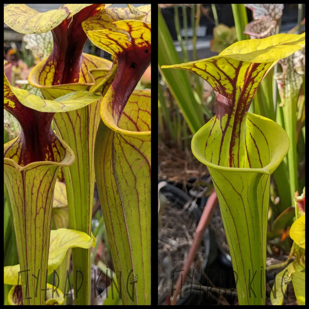 Sarracenia flava 