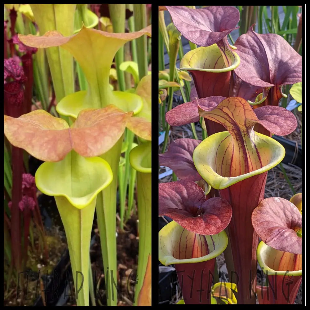 Sarracenia flava ’Supermax’ x flava ’Waccamaw’ seeds