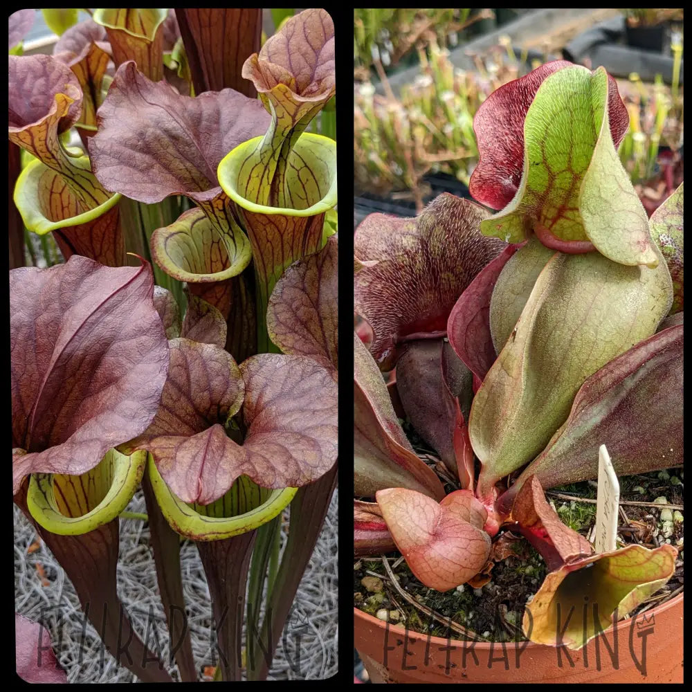 Sarracenia flava var atropurpurea x rosea seeds