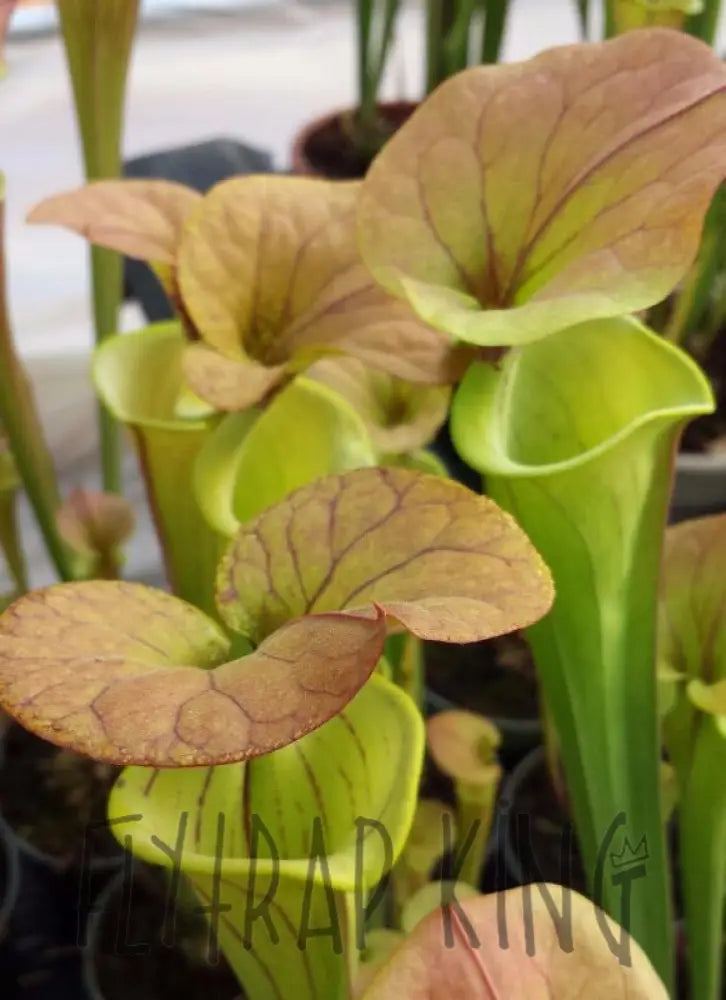 ワラカプ Sarracenia flava var. cuprea - 