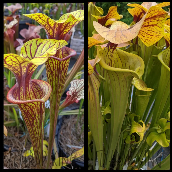 Sarracenia flava var ornata ’Gulf Coast’ x ’Megalodon’ seeds