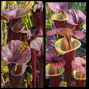 Sarracenia flava var rubricorpora ’Special Dark’ x ’Waccamaw’ seeds