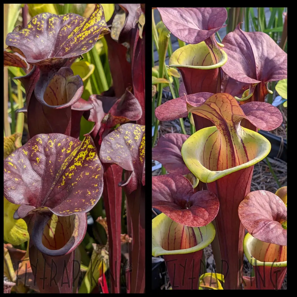 Sarracenia flava var rubricorpora ’Special Dark’ x ’Waccamaw’ seeds