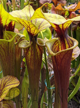 Load image into Gallery viewer, Sarracenia flava var rubricorpora ’vigorous’ pitcher plant 6’’ pot size