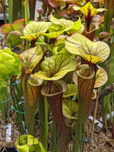 Load image into Gallery viewer, Sarracenia flava var rubricorpora ’vigorous’ pitcher plant 6’’ pot size