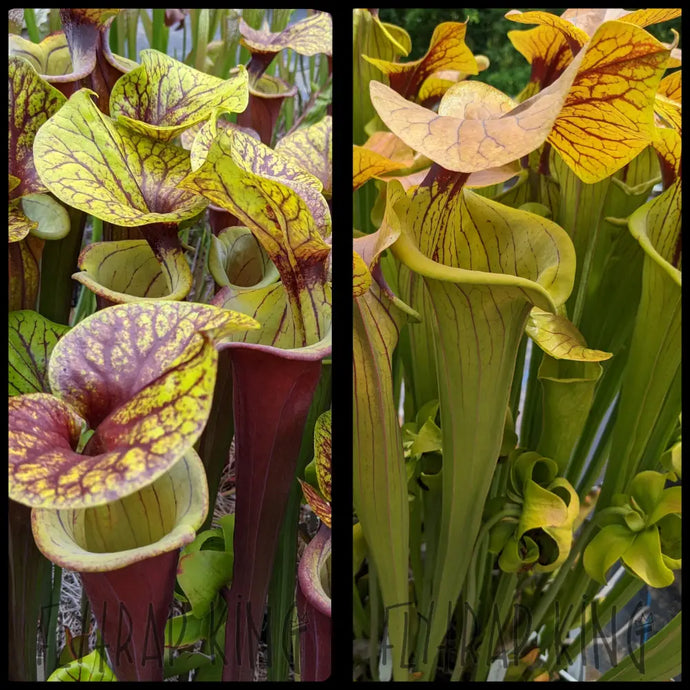 Sarracenia flava var rubricorpora x ’Megalodon’ seeds