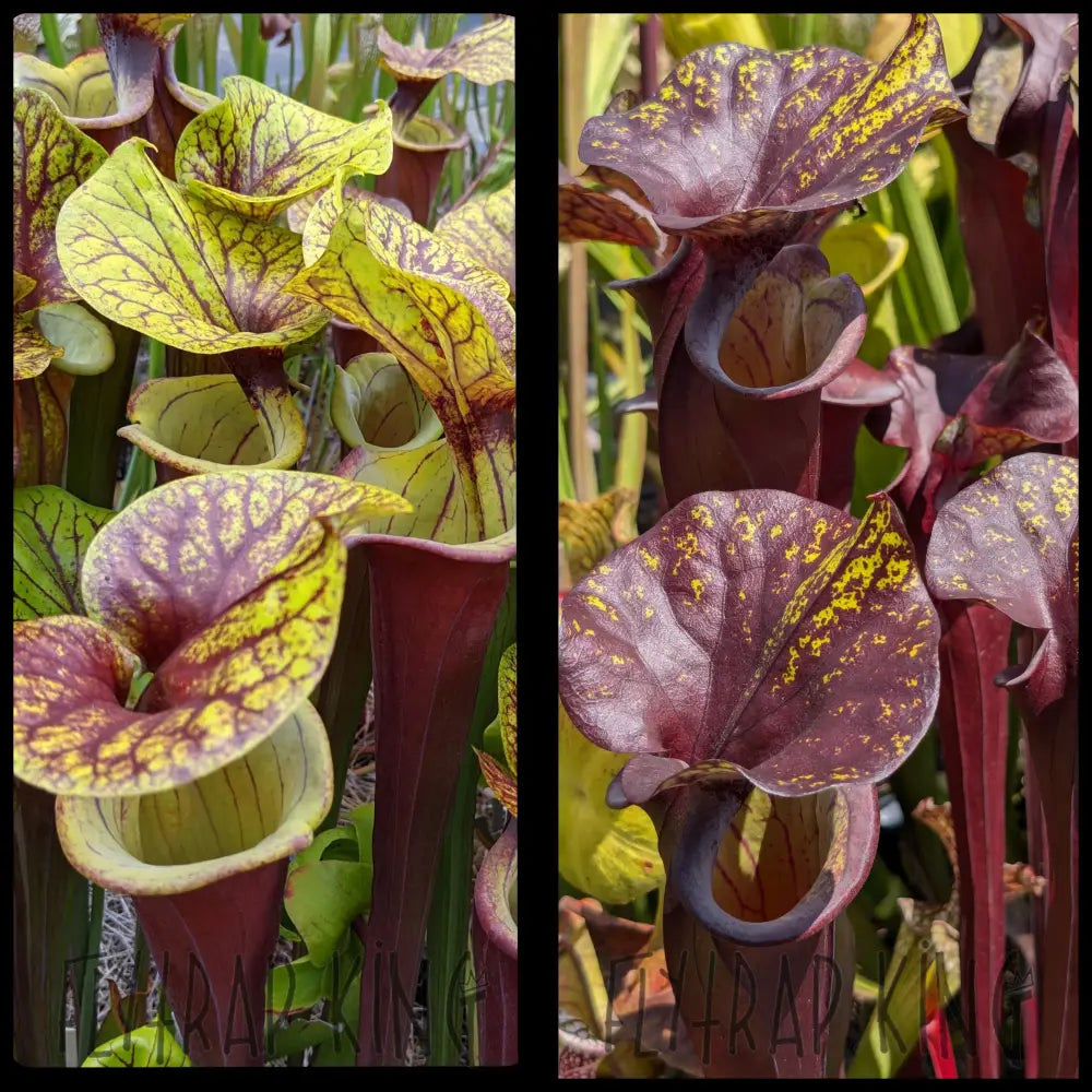 Sarracenia flava var rubricorpora x flava var rubricorpora