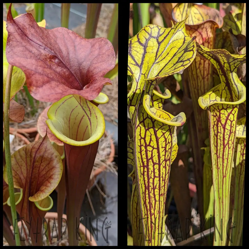 Sarracenia (flava var rubricorpora x ’Waccamaw’) x flava ’Black Veins’ seeds