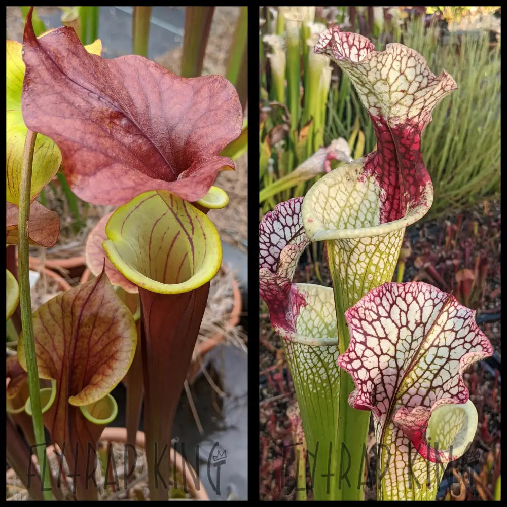Sarracenia (flava var. rubricorpora x ‘Waccamaw’)x (“Wilkerson’s White Knight” x ‘Lunchbox’) seeds