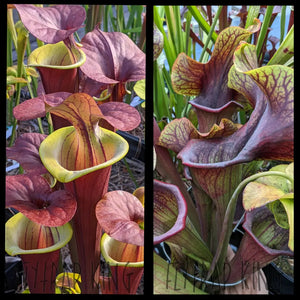 Sarracenia flava ’Waccamaw’ x ’Potty Mouth’ seeds
