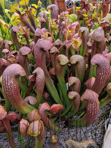 Sarracenia gilpinii x minor var. okefenokeensis pitcher plant-Flytrap King