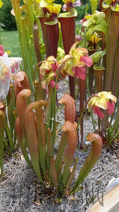 Sarracenia gilpinii x minor var. okefenokeensis pitcher plant-Flytrap King