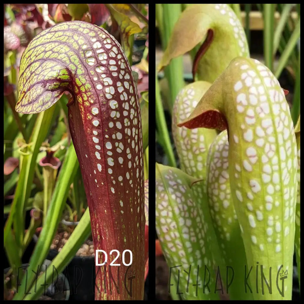 Sarracenia minor var. minor f. viridescens　・食虫植物・サラセニア ミノール ビリデスケンス