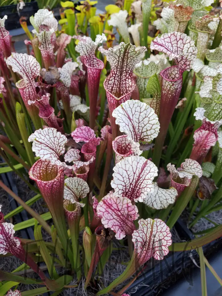 cup and saucer plant hawaii Sarracenia "Hawaiian Ice" Pitcher Plant – Flytrap King