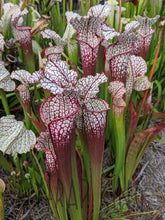 Load image into Gallery viewer, Big Freshness-Flytrap King