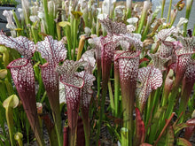Load image into Gallery viewer, Big Freshness-Flytrap King