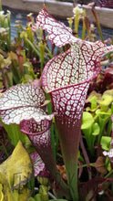 Load image into Gallery viewer, Big Freshness-Flytrap King