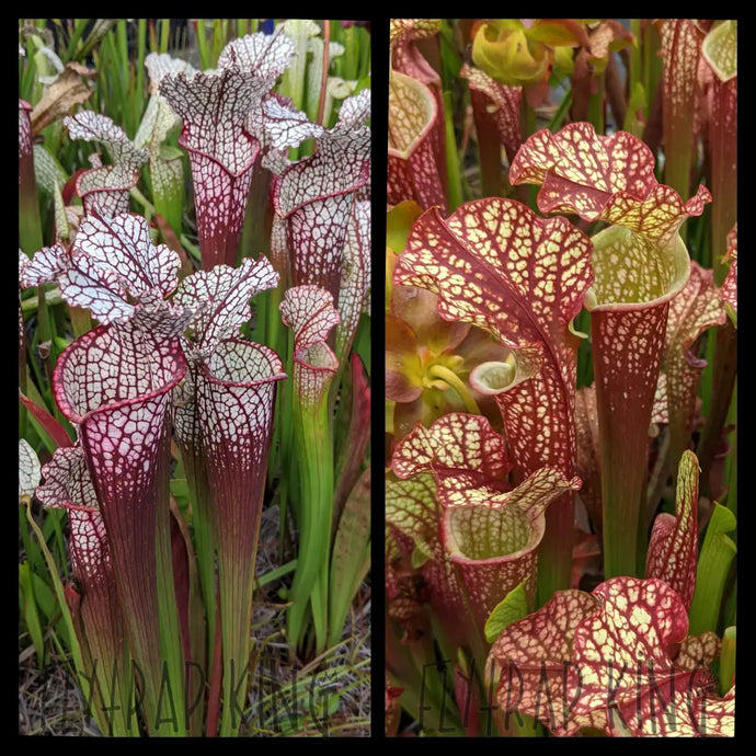 Sarracenia “Hawaiian Ice Sibling” x ‘Dragon Queen’ seeds
