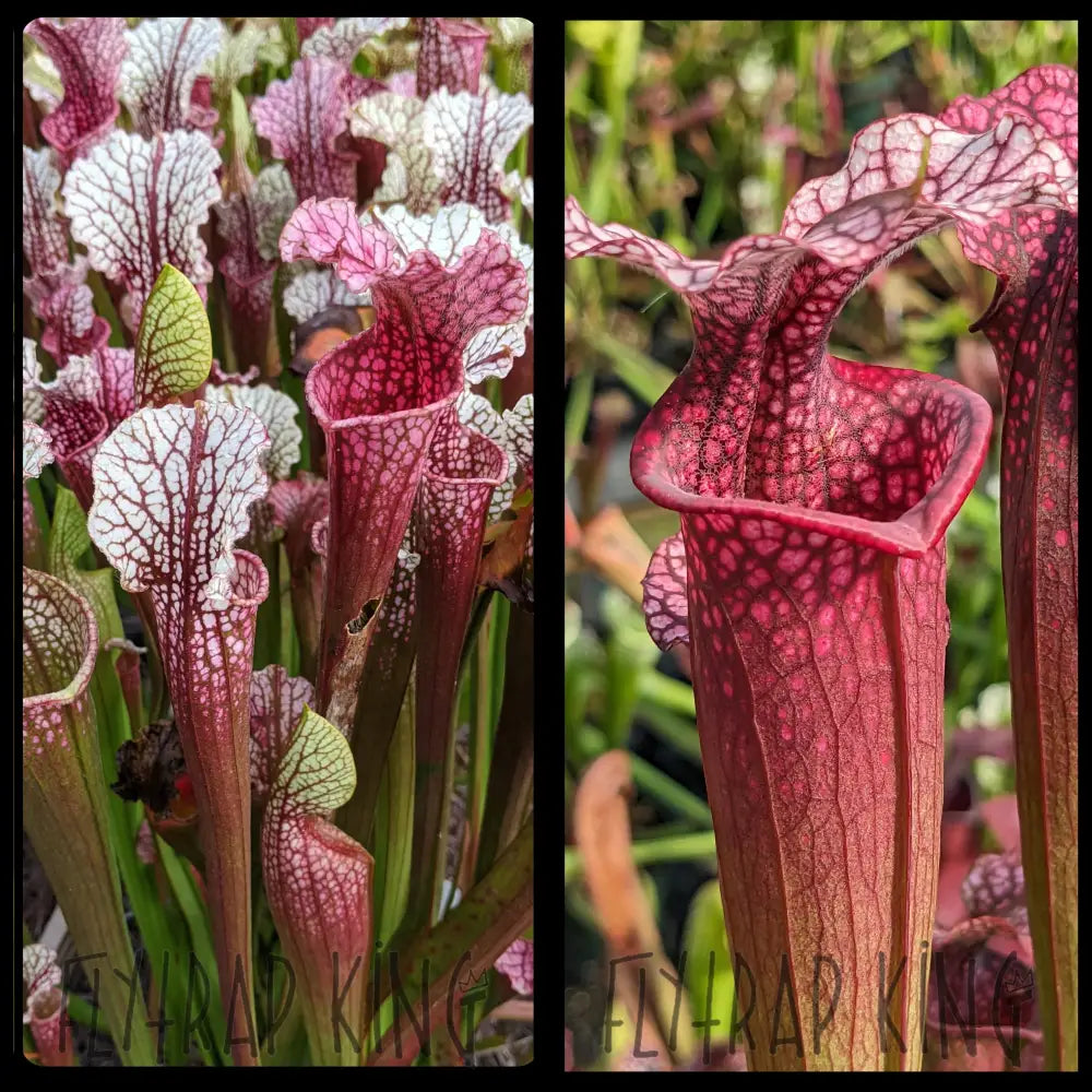 Sarracenia “Hawaiian Ice” x “Ellie Wang” seeds – Flytrap King