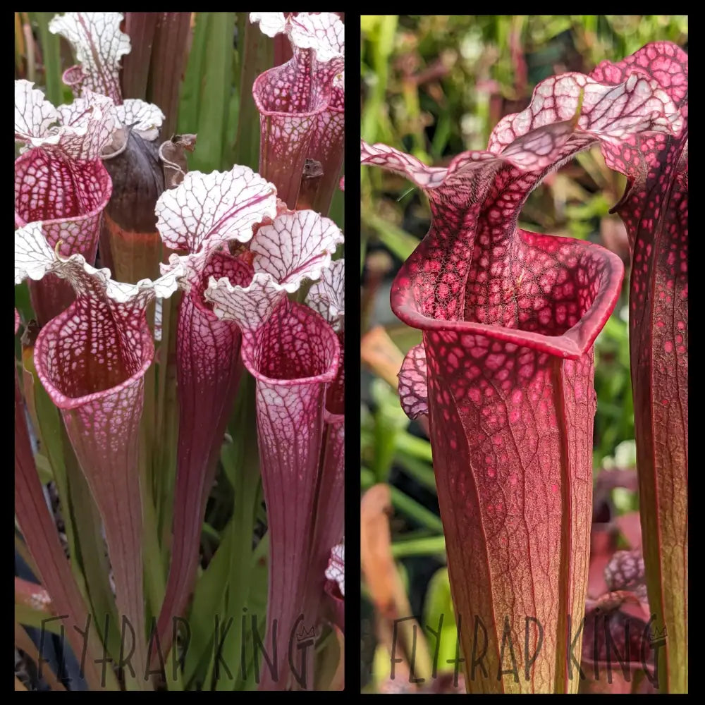 Sarracenia ’Hawaiian Ice’ x ’Ellie Wang’ seeds