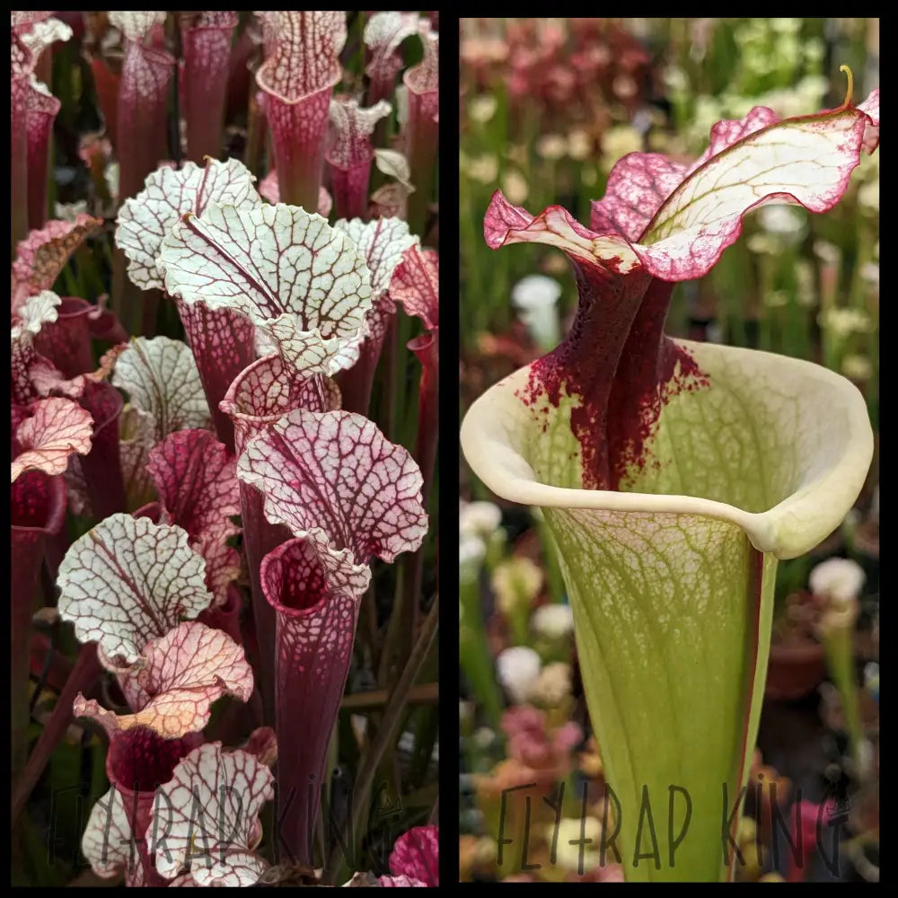Sarracenia 