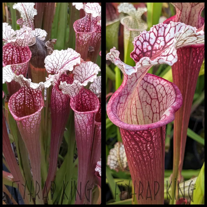Sarracenia ’Hawaiian Ice’ x (’Lunchbox’ x ’Johnny Wilkerson’) seeds