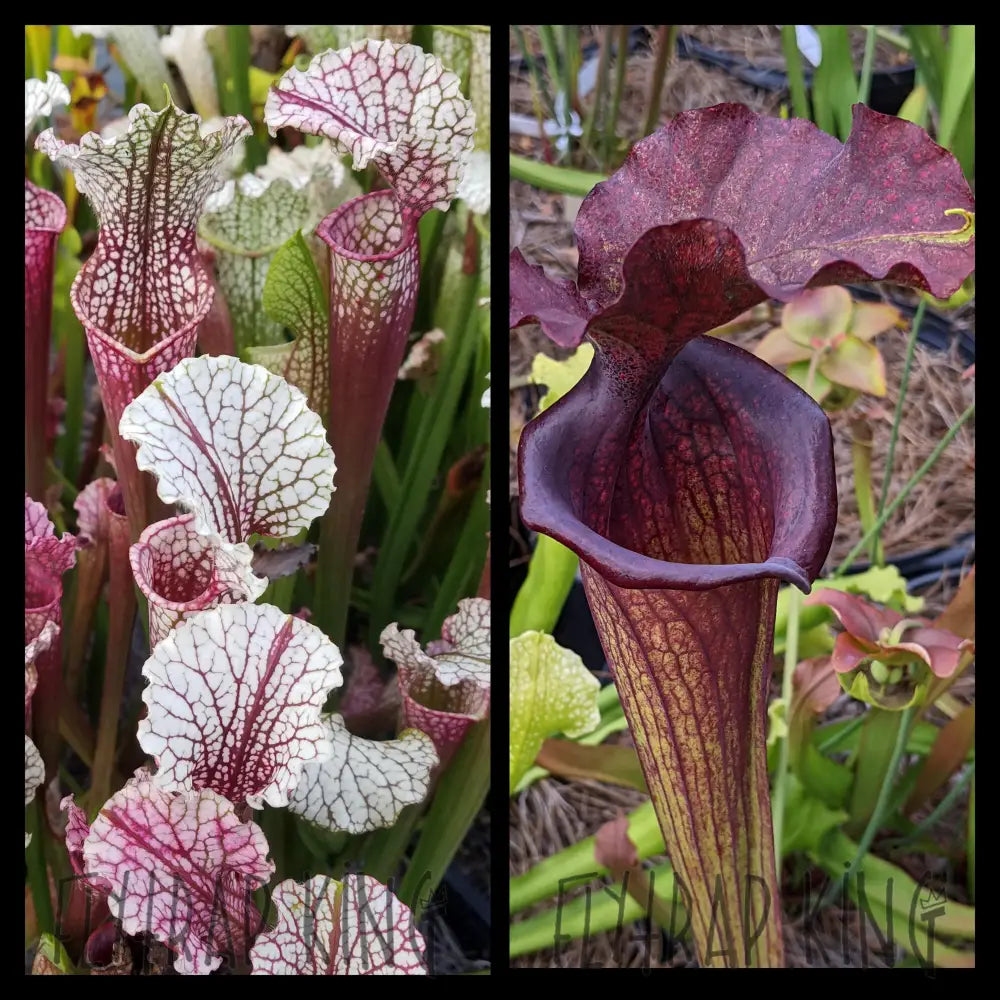 Sarracenia “Hawaiian Ice” x 'Saurus' Seeds – Flytrap King
