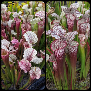 Sarracenia "Hawaiian Ice" x "Hawaiian Ice sibling" Seeds-Flytrap King