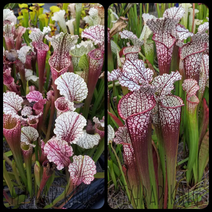 Sarracenia 