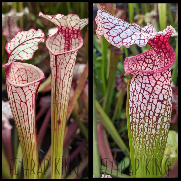 Sarracenia ’Iamsatyricon’ x (Bud Wilkerson x Wilkerson’s White Knight) seeds